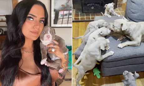 Bulldog Puppies Struggle To Keep Up As Their Mother Koda Teaches Them How To Do Zoomies Video Daily Mail Online