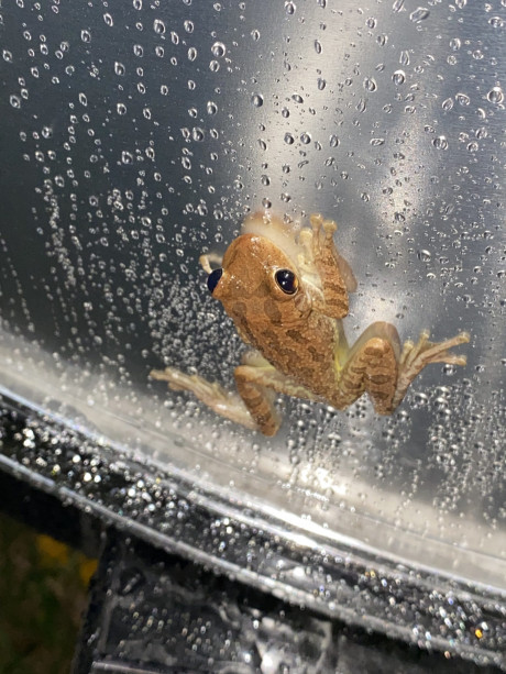 Links 12 29 2020 Naked Capitalism